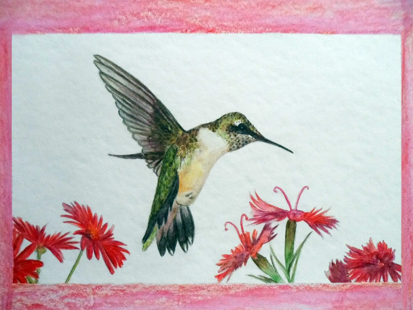 Colibrì